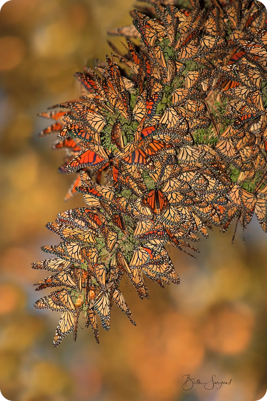 Golden Cluster