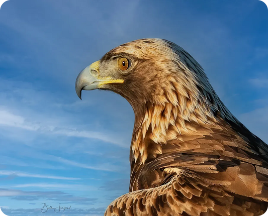 Golden Eagle