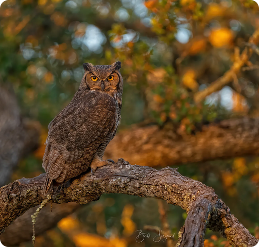 Great Horned Owl