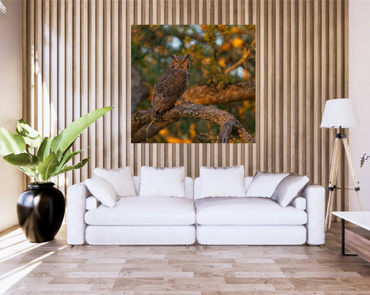 Great Horned Owl
