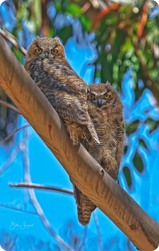 Lifes A Hoot