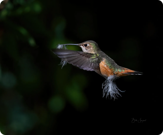 Hummingbird Nesting