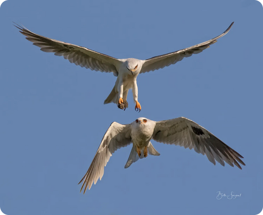 Kite Exchange