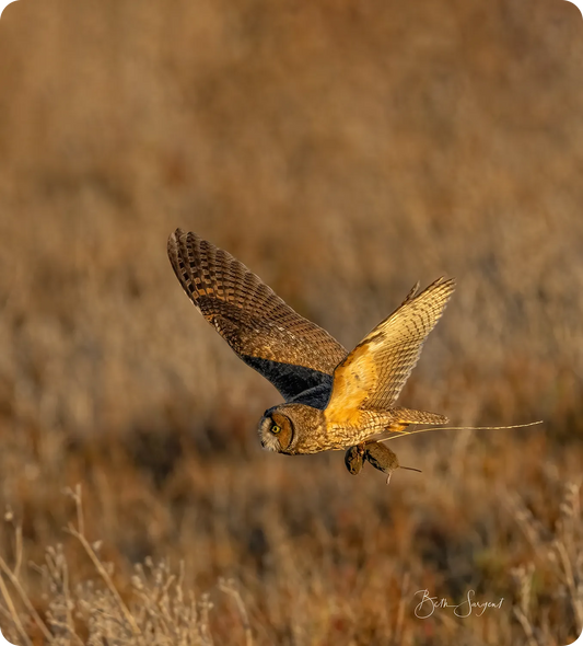 Leo In Flight