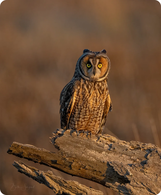 Leo The Owl