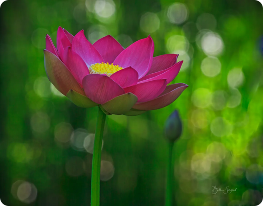 Lotus Flower