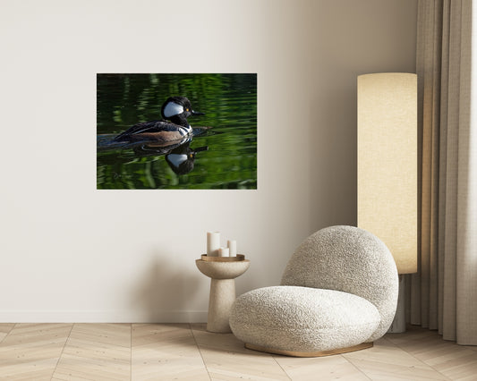 Male Hooded Merganser