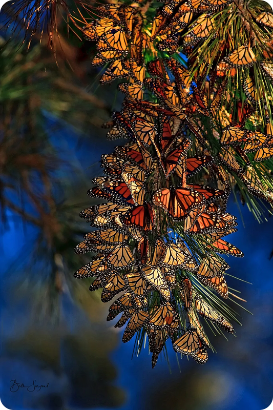 Monarch Cluster