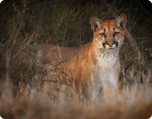 Mountain Lion Encounter
