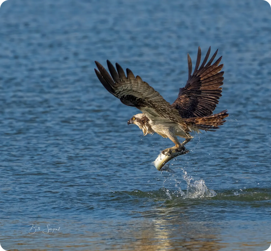 Osprey Catch