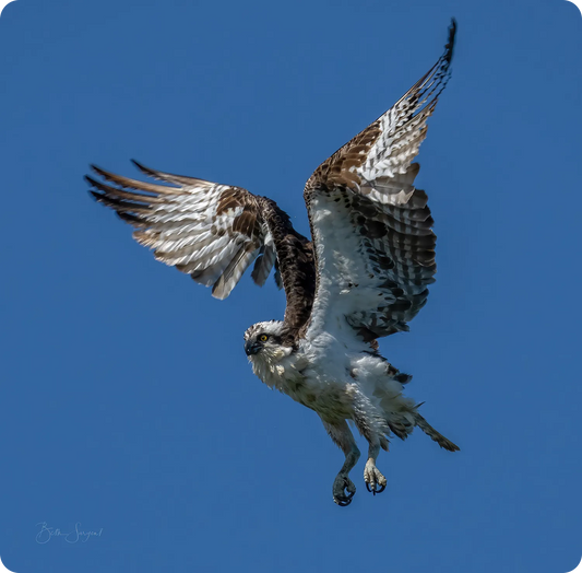 Osprey Hunt