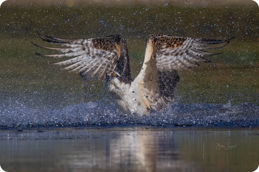 Osprey Splash