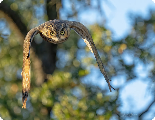 Owl In Flight