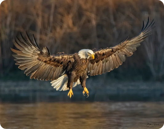 Powerful Eagle