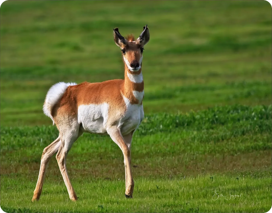Pronghorn