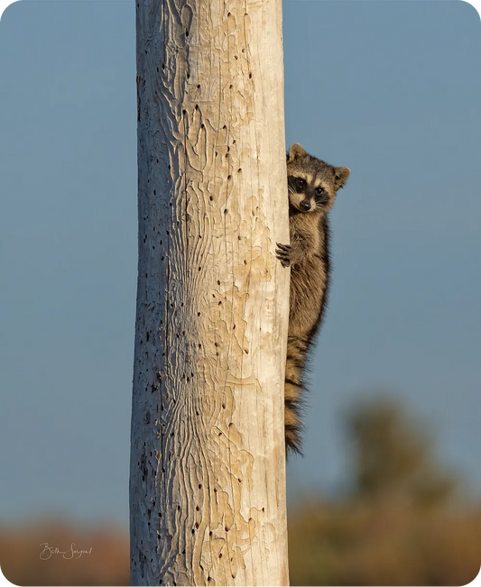Racoon