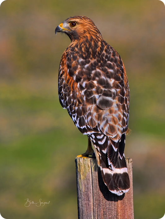 Red Shouldered Hawk