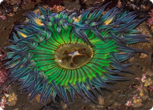 Starburst Anemone