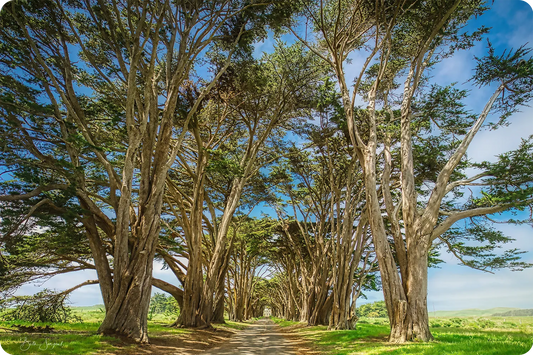 Tree Tunnel
