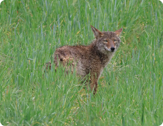 Wet & Wild Coyote