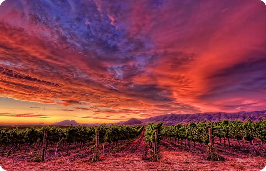 Wine Country Sunset